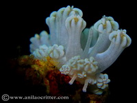 Scuba Dive in Anilao - Underwater Macro Photography, Anilao Muck dive